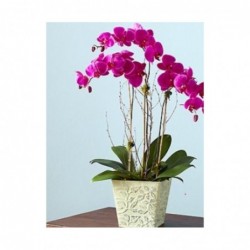 Orquidea Phalaenopsis Fuxia