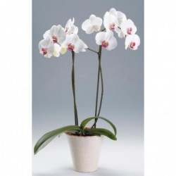 Orquidea Phalaenopsis Blanca